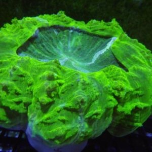 Acanthophyllia