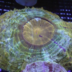 Acanthophyllia