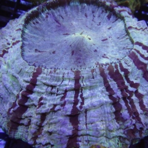Acanthophyllia