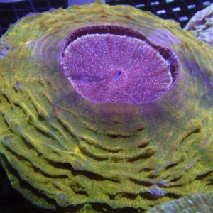 Acanthophyllia