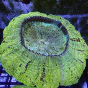 Acanthophyllia