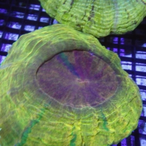 Acanthophyllia