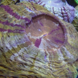 Acanthophyllia