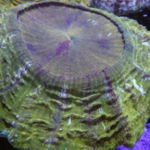 Acanthophyllia