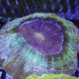 Acanthophyllia