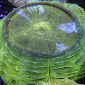 Acanthophyllia
