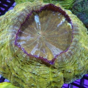 Acanthophyllia