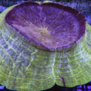 Acanthophyllia