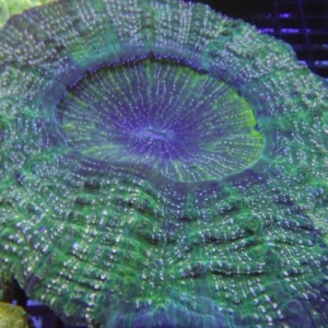 Acanthophyllia