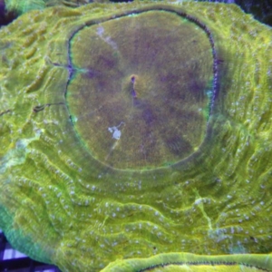 Acanthophyllia