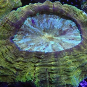 Acanthophyllia