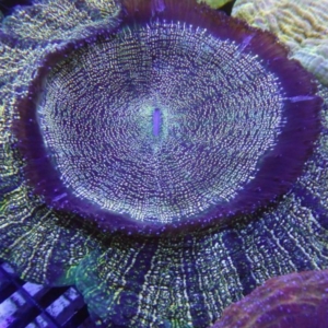 Acanthophyllia