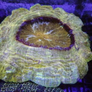 Acanthophyllia