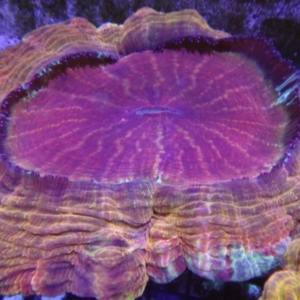 Acanthophyllia