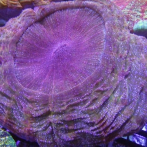 Acanthophyllia