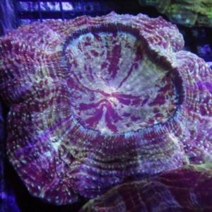 Acanthophyllia