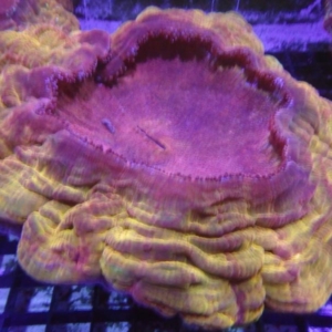 Acanthophyllia