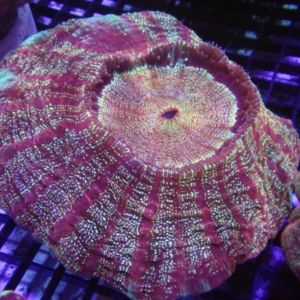 Acanthophyllia