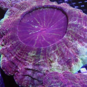 Acanthophyllia