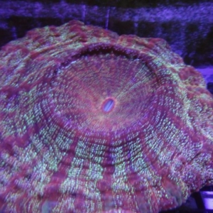 Acanthophyllia