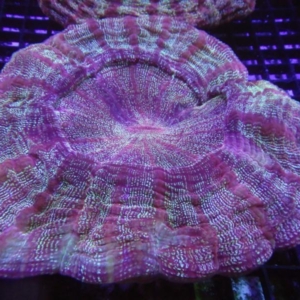 Acanthophyllia