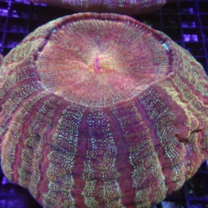 Acanthophyllia