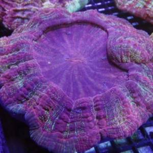 Acanthophyllia