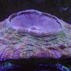 Acanthophyllia
