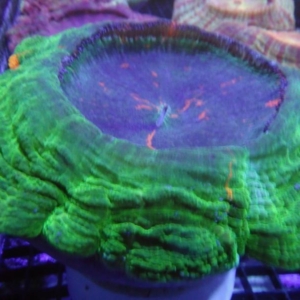 Acanthophyllia