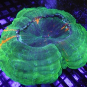 Acanthophyllia