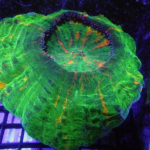 Acanthophyllia