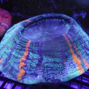 Acanthophyllia