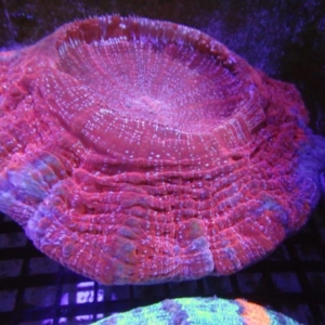 Acanthophyllia