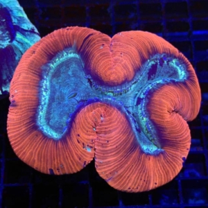 Trachyphyllia