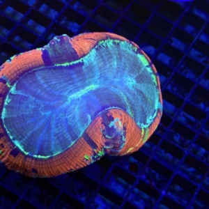 Trachyphyllia