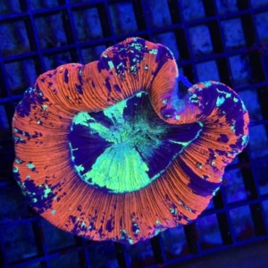 Trachyphyllia