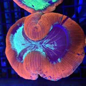 Trachyphyllia