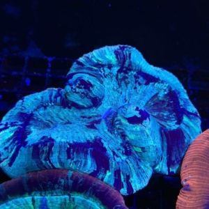 Trachyphyllia