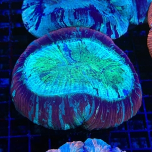 Trachyphyllia
