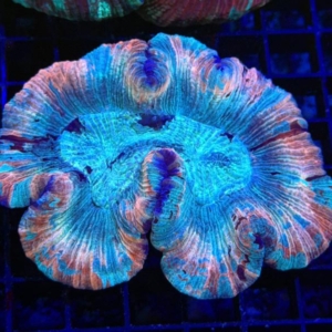 Trachyphyllia