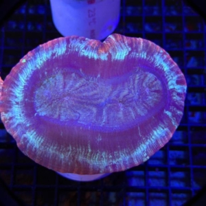 Trachyphyllia