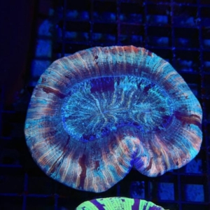 Trachyphyllia