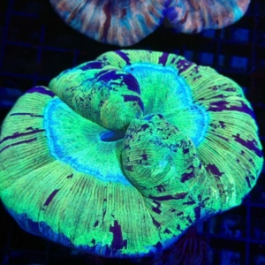 Trachyphyllia