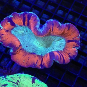 Trachyphyllia