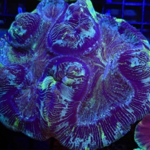 Trachyphyllia