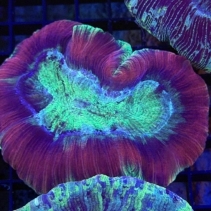 Trachyphyllia