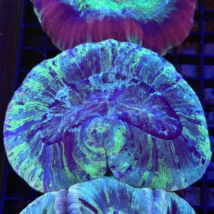 Trachyphyllia