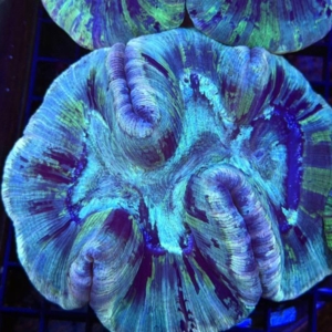 Trachyphyllia