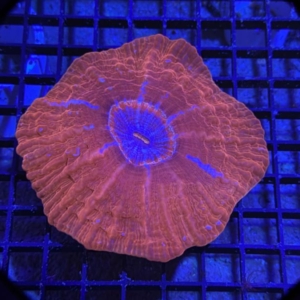 Red Cynarina