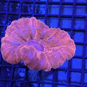 Red Cynarina